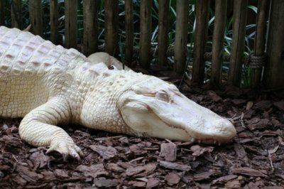 Alligator Farm and Zoological Park 2007 visits