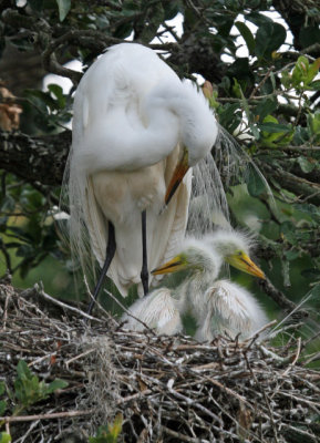 More Great Egret and Chicks