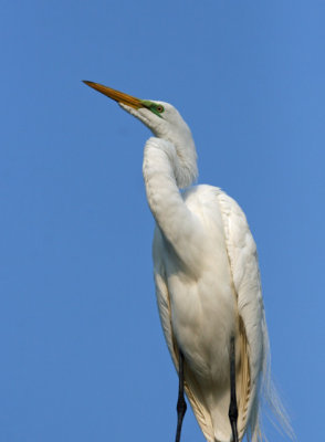 Great Egret