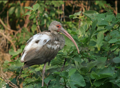 Juvenile Ibis