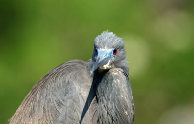 Little Blue Heron