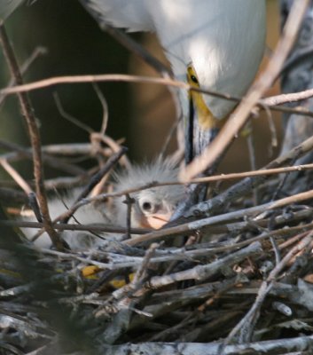 Snowy Egret Chick and Parent