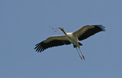 Wood Stork with Nesting Twigs