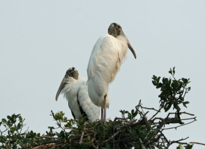 Wood Storks