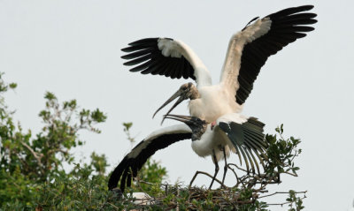 Wood Storks Mating