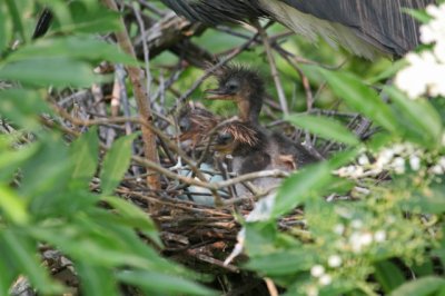 Tri-colored Heron Chicks