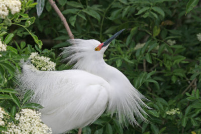 Snowy Egret displaying
