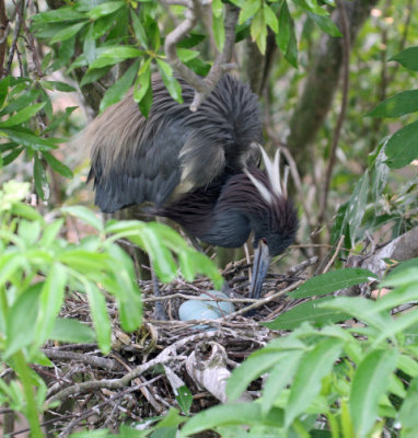 Tri-colored Heron and Eggs