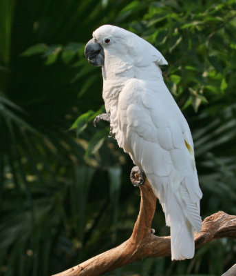 Umbrella Cockatoo