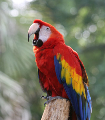 Scarlet Macaw