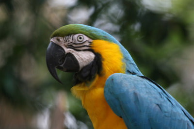 Blue and Gold Macaw