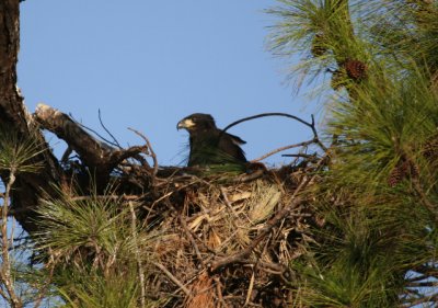 Eaglet in Nest