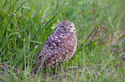 Burrowing Owl