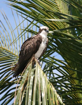 Osprey in Palm Tree
