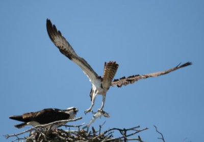 Bringing Home The Catch