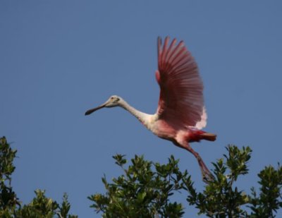 Roseate Spoonbill in Flight