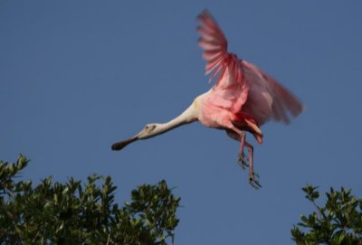 Roseate Spoonbill in Flight