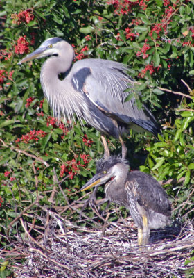 Great Blue Heron and Chick