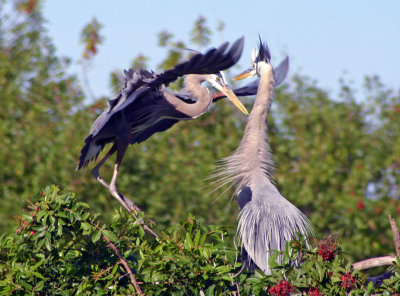  Audubon Rookery in Venice, Florida