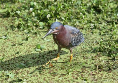 Green Heron