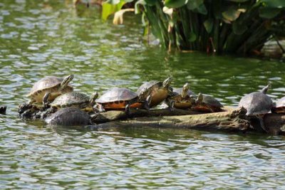 A Gathering of Turtles