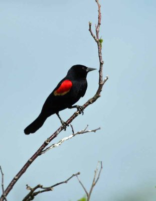 Red-winged Blackbird