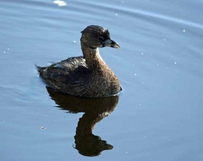  Breeding Pied-billed Grebe