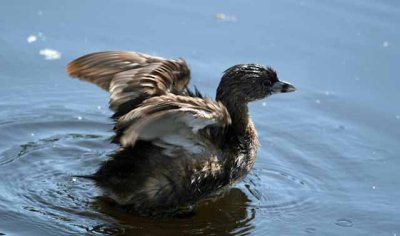  Pied-billed Grebe Flapping Wings