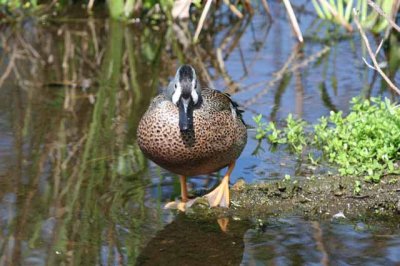 Blue-winged Teal