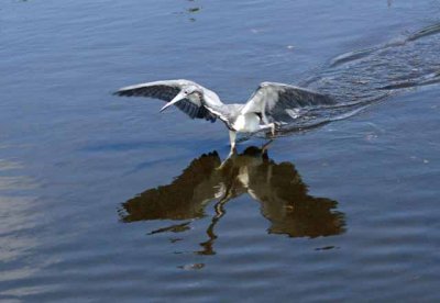 Great Blue Heron