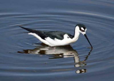 Black-necked Stilt