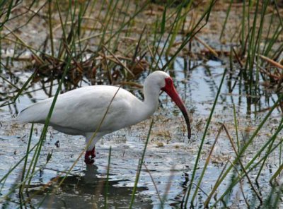 Ibis