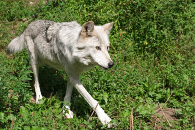 Tundra Wolf