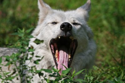 Tundra Wolf