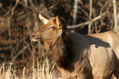 IMG_9108-copy.jpg