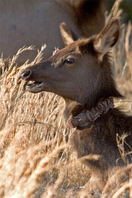 IMG_9097-copy.jpg