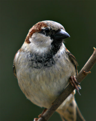 IMG_9586-copy.jpg