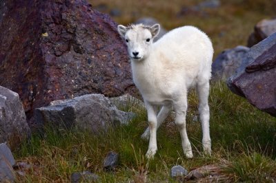 Alaskan Dahl Sheep