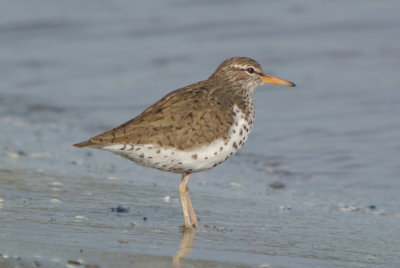 Spotted Sandpiper ( Actitis macularia )