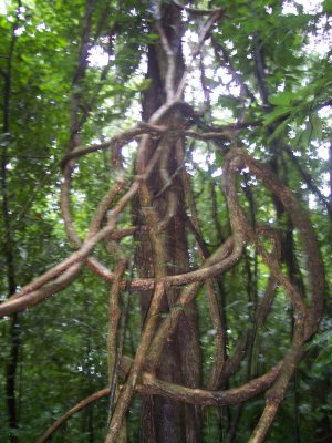 jungle near Palenque