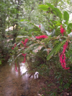 El Panchán, Palenque