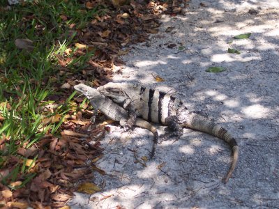 Tulum residents reproducing
