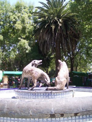 Coyoacan coyotes