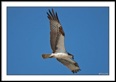 Osprey