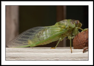 A Cicada...
