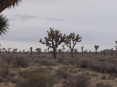 salton_lake_joshua_tree