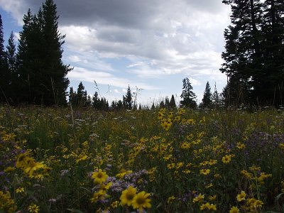 yellowstone_2004