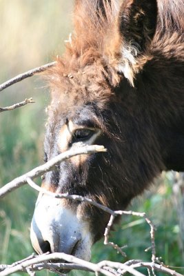 donkey