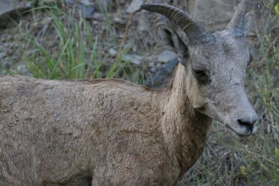 bighorn_sheep