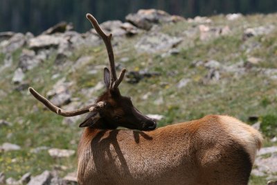 elk